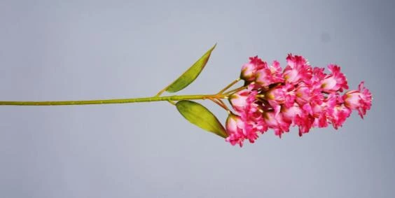 Bell Lilly Lotus Stick